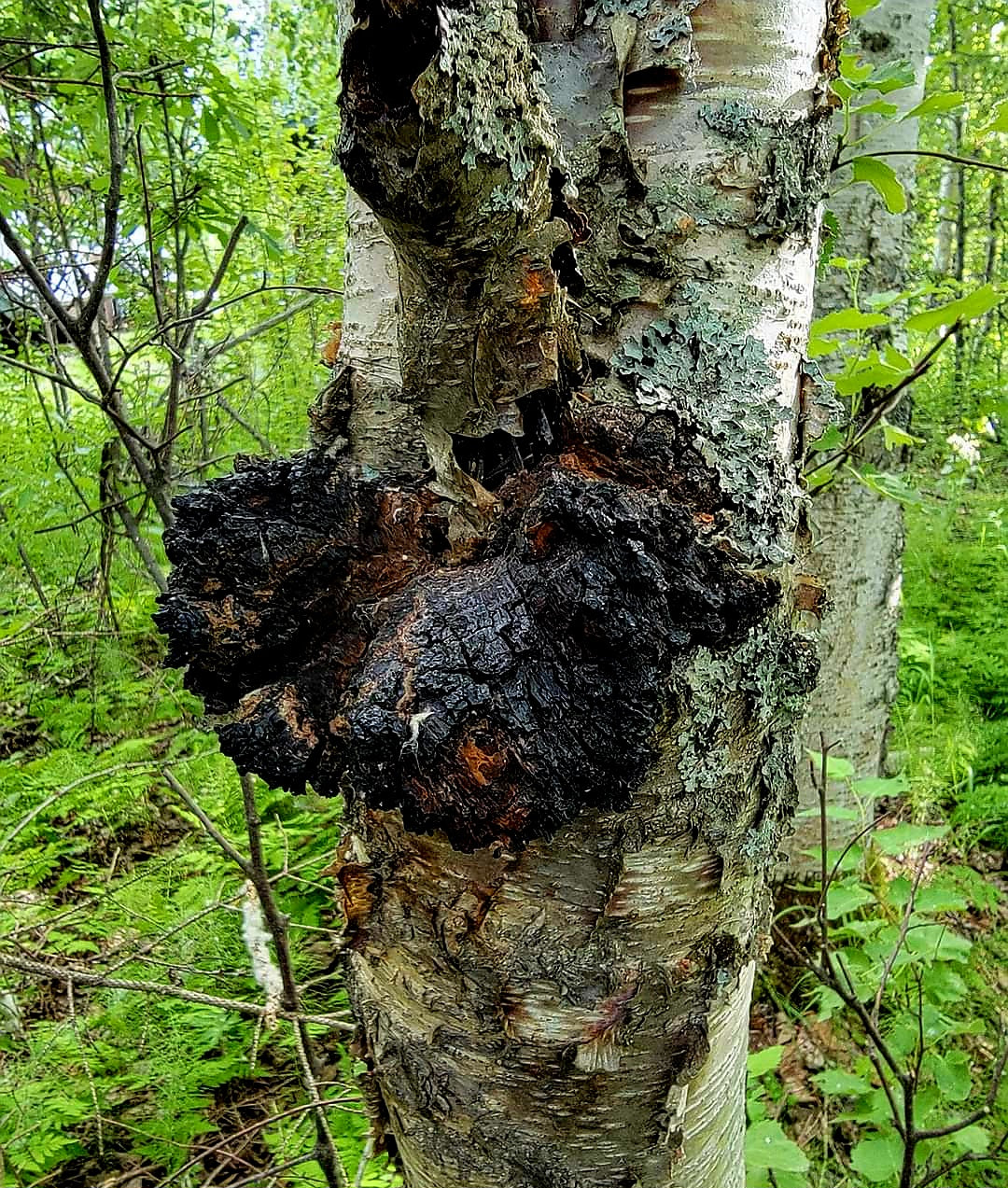 Chaga Clay Masque