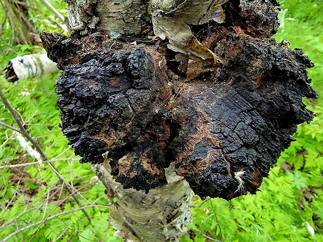 Chaga- Roasted dandelion and Frankincense Toner